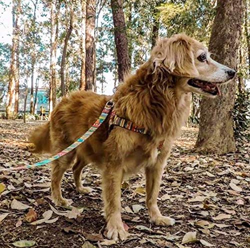 Kit Coleira,Peitoral e Cinto Para Cachorro - Médio - Afrika