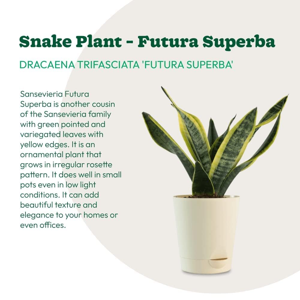 Health Benefits Sansevieria Live Indoor Plant for Home and Garden with Pot  | Air-Purifying (Pack of 1) - Sansevieria Canaliculate : Amazon.in: Garden  ...