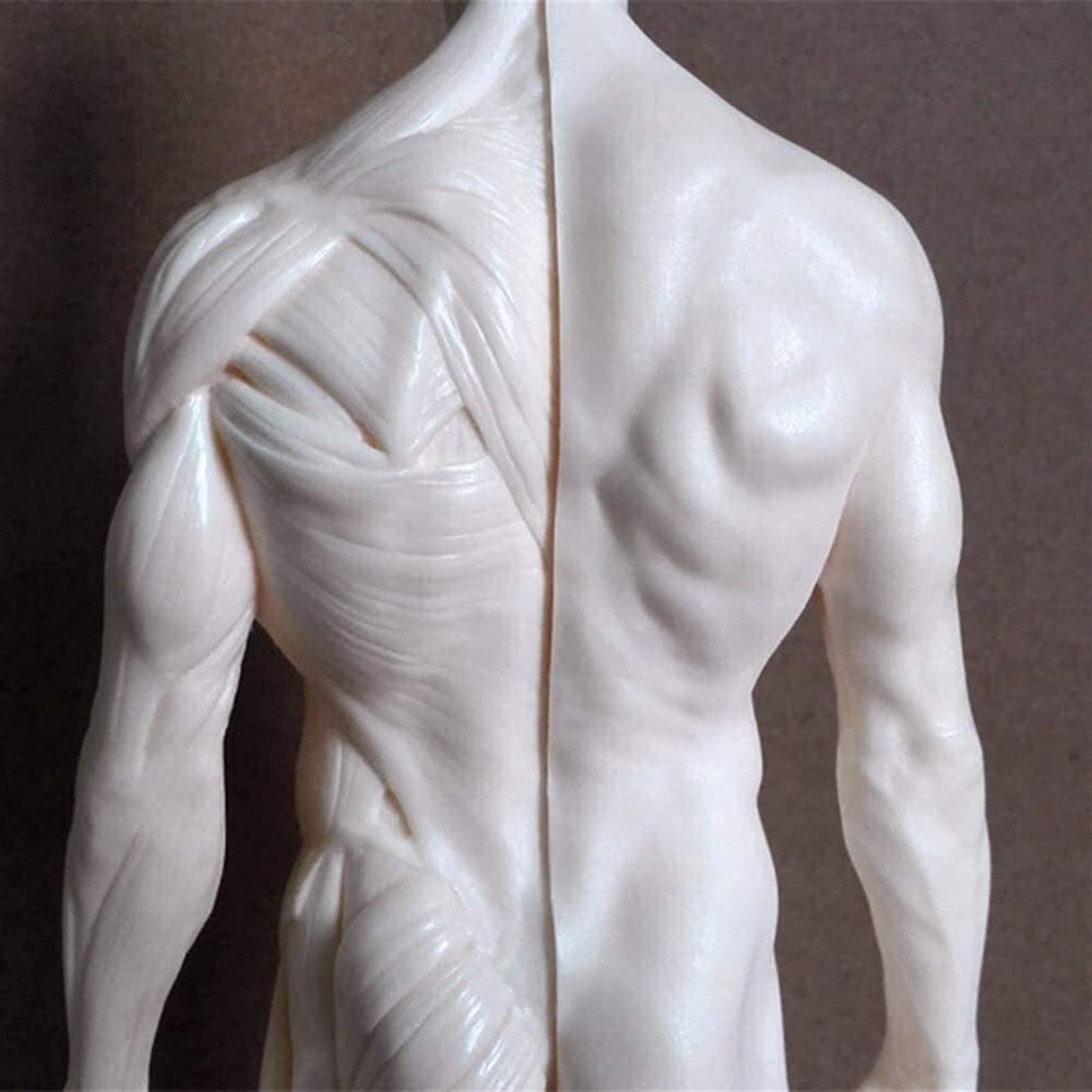 Modèle D'anatomie, 30 Cm Modèle De Peinture Anatomique Squelette Humain pour La Sculpture du Corps De La Tête Muscle Dessin Anatomique Anatomie Skull 1: 6 pour Une Démonstration Médicale