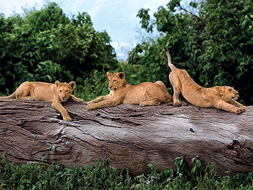 Toile Imprimée d'Art Three Cubs on a Tree Mario Moreno Luxe