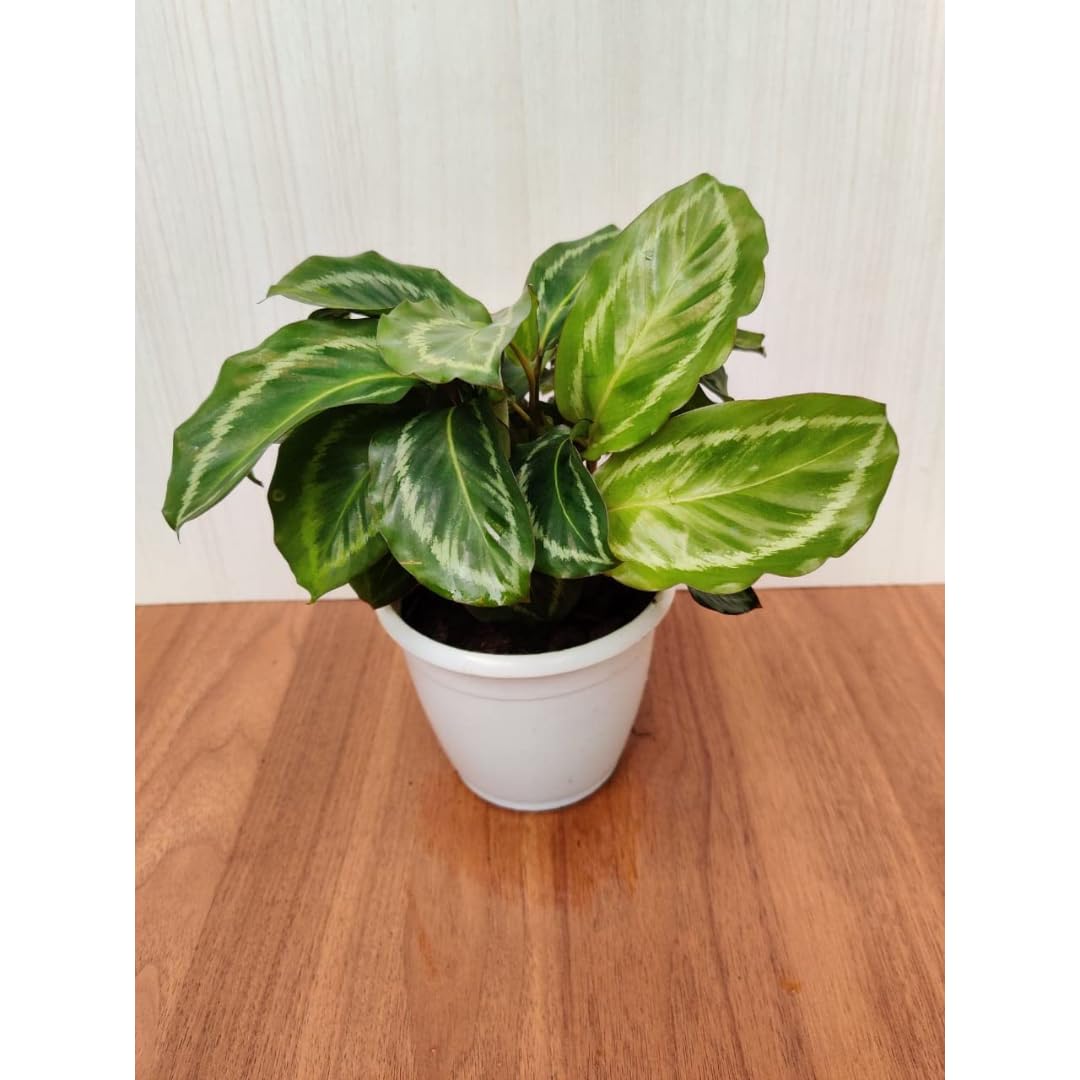 CAPPL "Calathea Jf Macbr: Exquisite Foliage and Vibrant Patterns for Indoor Bliss! (B0CBC3GL4C) Amazon Price History, Amazon Price Tracker