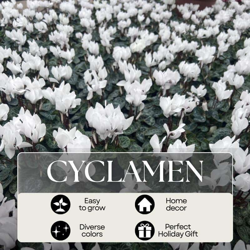 Miniatura 2 de Planta blanca de ciclamen vivo, resistente planta de interior de ciclamen para decoración de plantación, maceta de 4 pulgadas, flores ornamentales