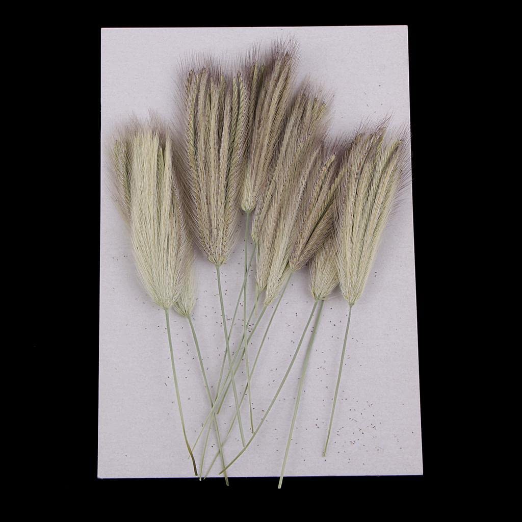 12Pcs Natural Real Dried Rabbit Tail Setaria Viridis Dog's Tail Grass Big| Home Arts & Crafts | Floral Crafts | Dried Botanicals & Potpourri | Dried Flowers