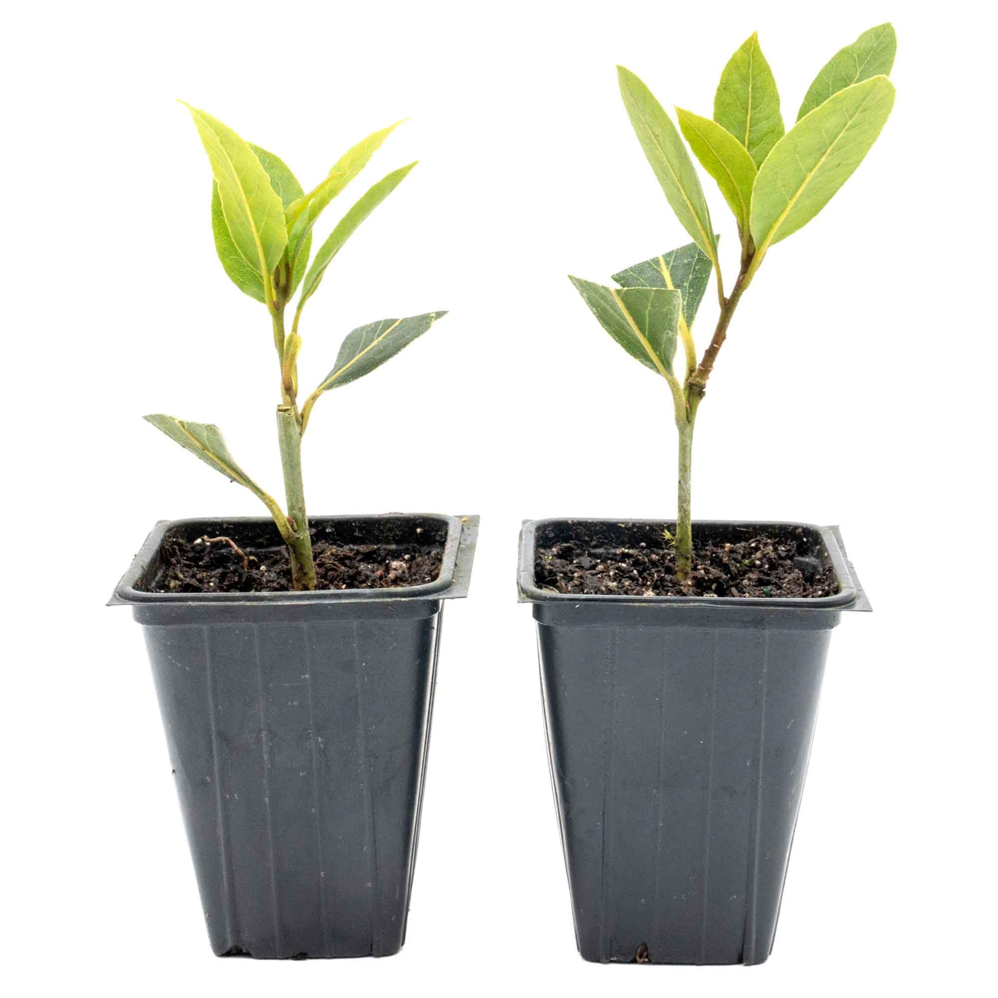 2 Bay Laurel (CitronellaKing)
