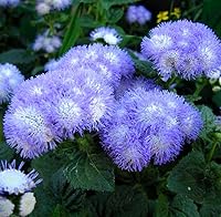 Vista 5 de Ageratum Blue Ageratum houstonianum - Semillas de jardín de visón azul para plantar más de 400 semillas