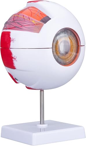 Healthible Modèle oculaire humain anatomique, modèle anatomique amovible 6 fois 