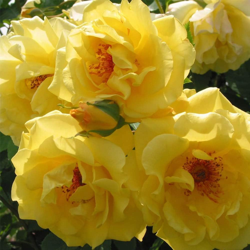 Heirloom Climbing Roses, Live Own Root Plant for Outdoor Garden, Sky's The Limit™, Lightly Fragrant, Hardiness Zones 5-10, Repeat Blooming