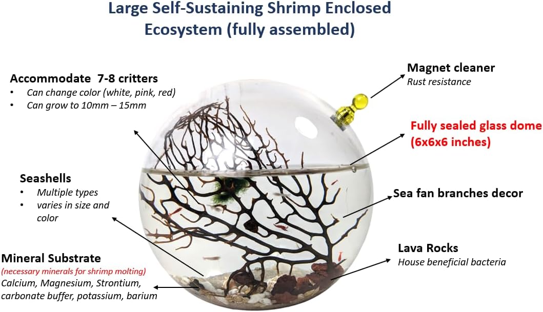 Glass Self Sustaining Shrimp Ecosphere Large