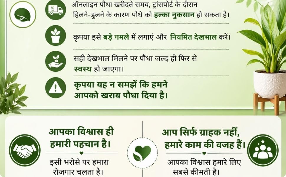 Image of Live Shisham Plant (Indian Rosewood) - Healthy, Air-Purifying Outdoor Tree
