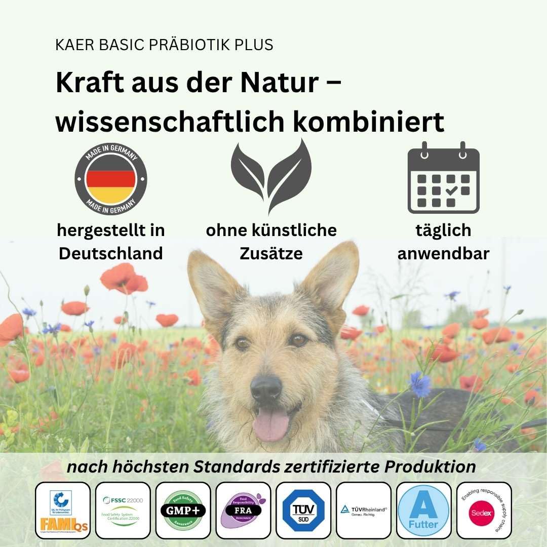 Prebiotico Plus per cani, per ghiandole anali ostruite, mangimi di escrementi, prurito, leccare le zampe e bruciore di stomaco, con fibre naturali per rafforzare la flora intestinale, 500 g