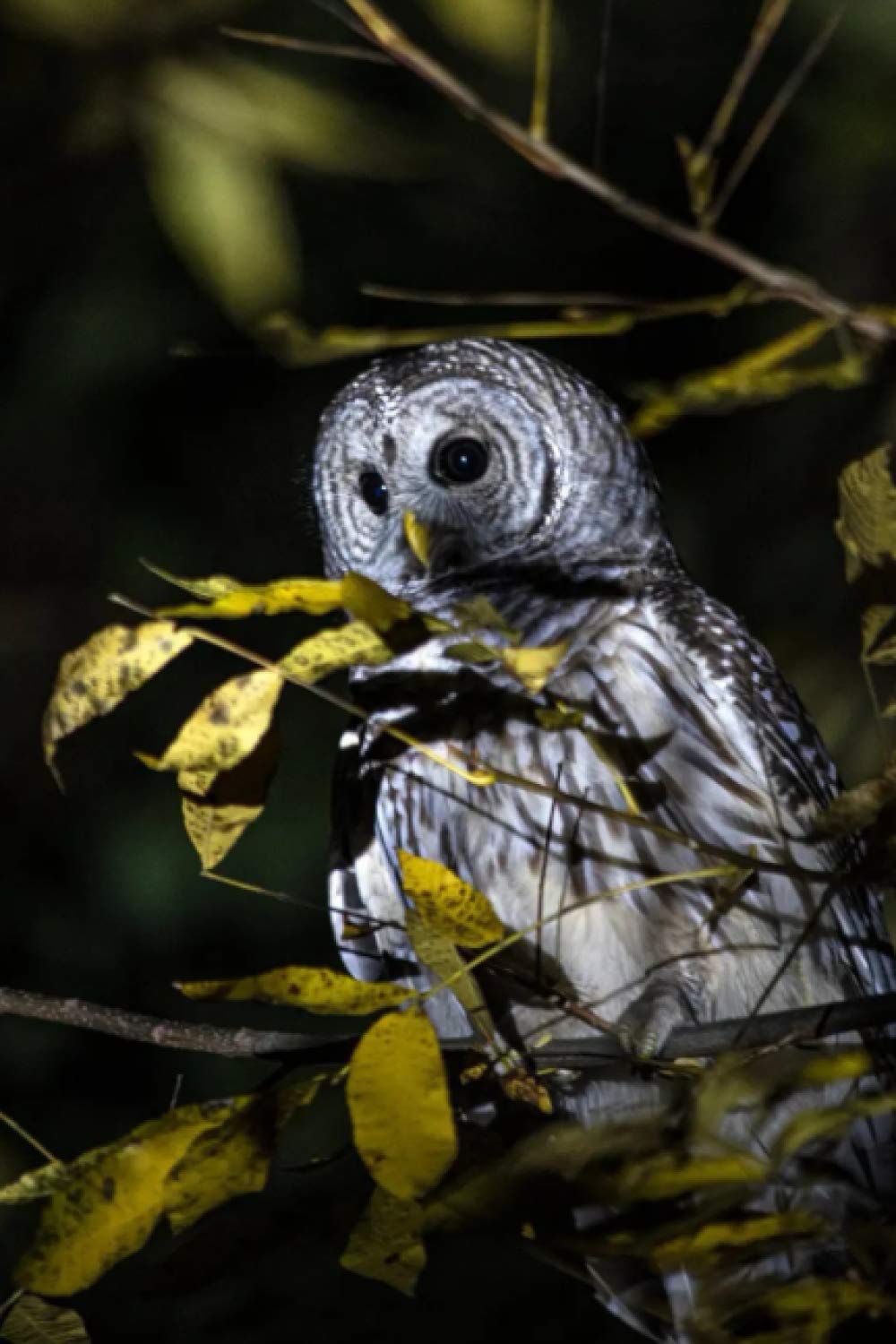 Owl Journal (Witty Journals, Inc.)