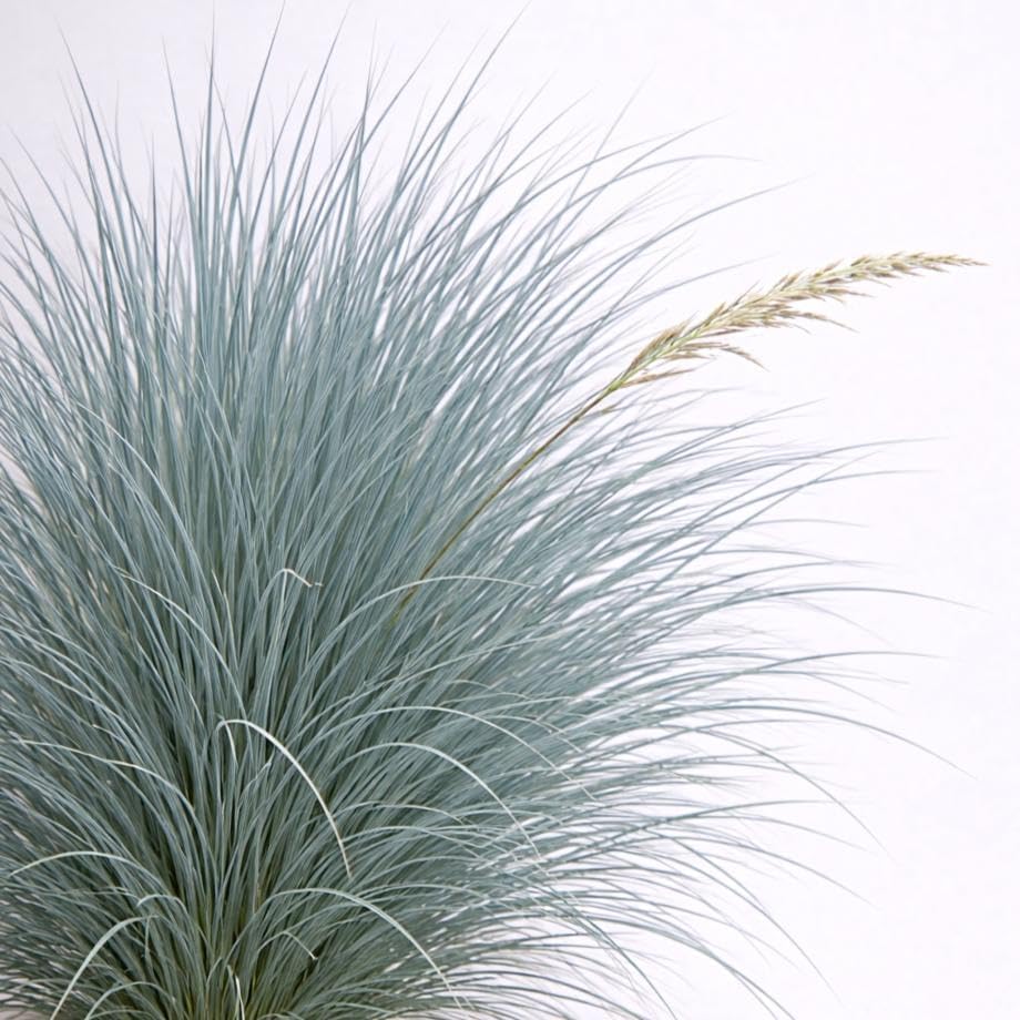 Blue Oat Grass, Blue Oats/Avena Grass (1-Gallon Pot)