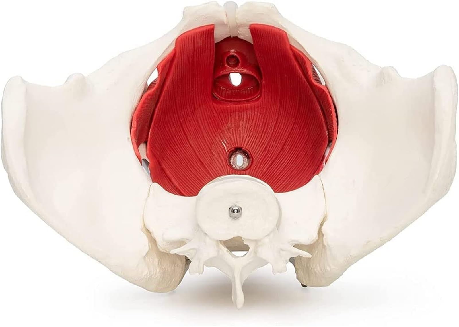 3d Puzzles Budget Brain Arteries Model Anatomy Human Life Size Medical ...