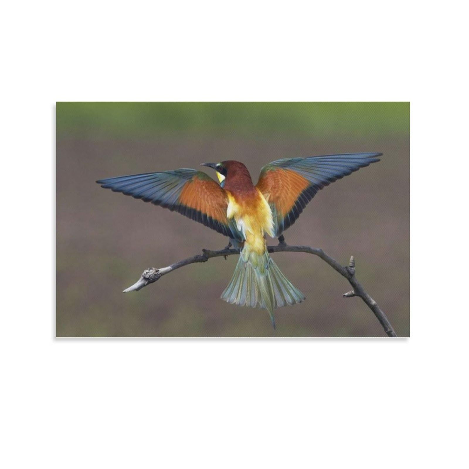 Animal Poster European Bee-eater Bee (Merops Apiaster) on Its Wings, May 2008, Pštadze, Hungary Pain Canvas Painting Posters And Prints Wall Art Pictures for Living Room Bedroom Decor 12x18inch(30x45
