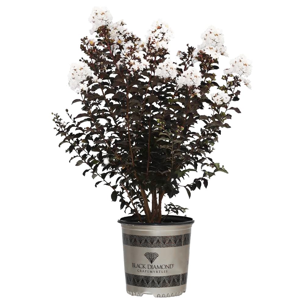 Simpson Nursery Black Diamond