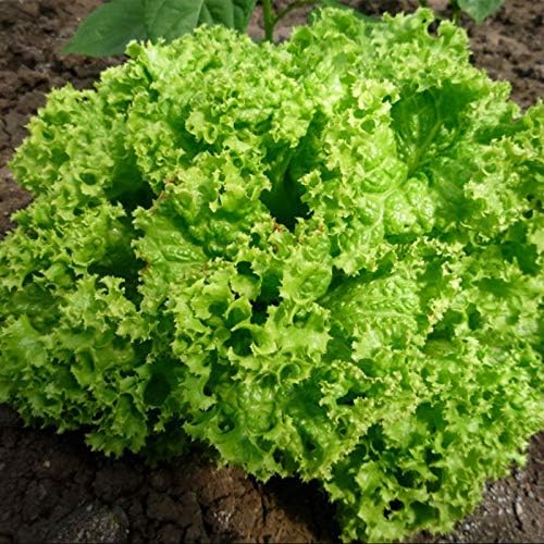 Miniatura 5 de Semillas Lechuga Lollo Bionda Balcón No GMO Heirloom