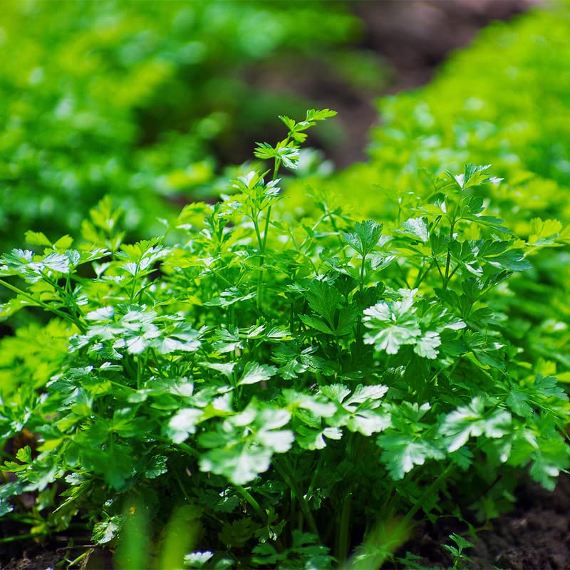 Miniatura 4 de Perejil-Gigante Italiano (100 Semillas)