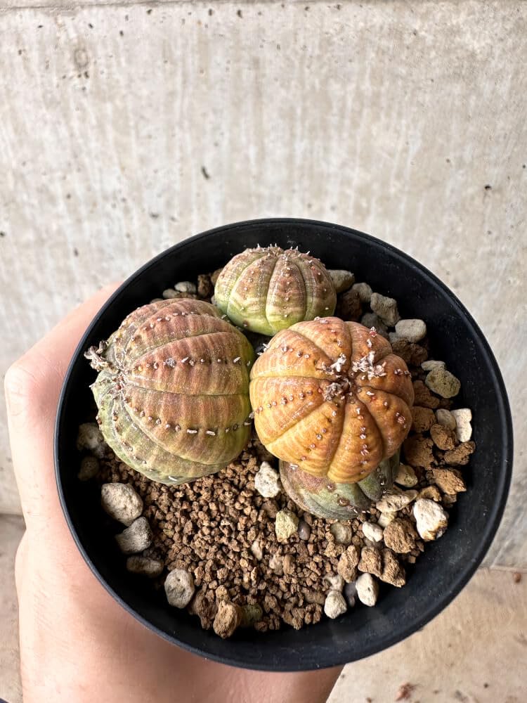Amazon｜【現品限り】ユーフォルビア・オベサ 多頭【H62】 Euphorbia