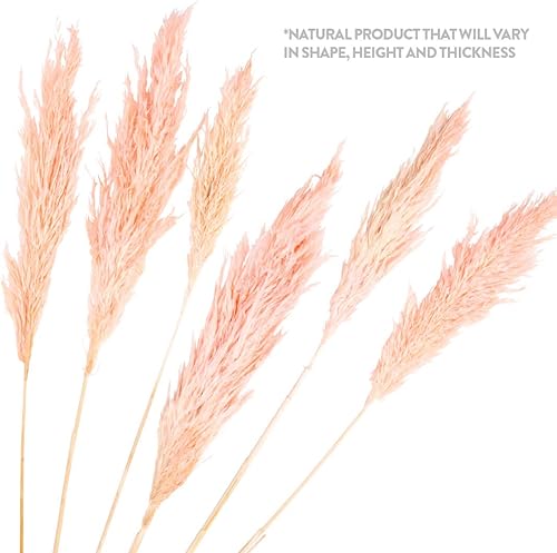 Miniatura 41 de Koyal Wholesale Plumas decorativas de hierba de las pampas secas reales, 28-32 pulgadas, color crema natural, a granel de 96 piezas de tallos de