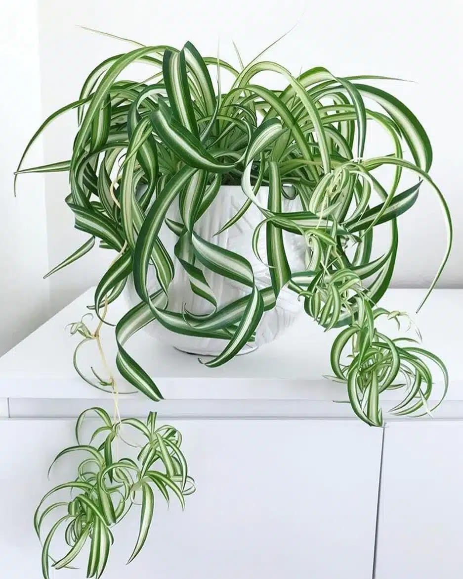 Hanging Basket Plant Live Plant Decorative Greenery for Home Interiors (1 Healthy Live Plant)-image-49