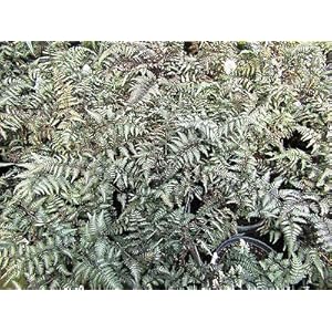 Genipap 100 GESCHILDERDE VARENSPOOREN plantenzaden