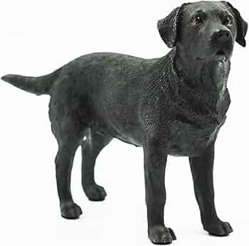 61D2sHU5X0L._AC_UF350, 61D2sHU5X0L._AC_UF350,