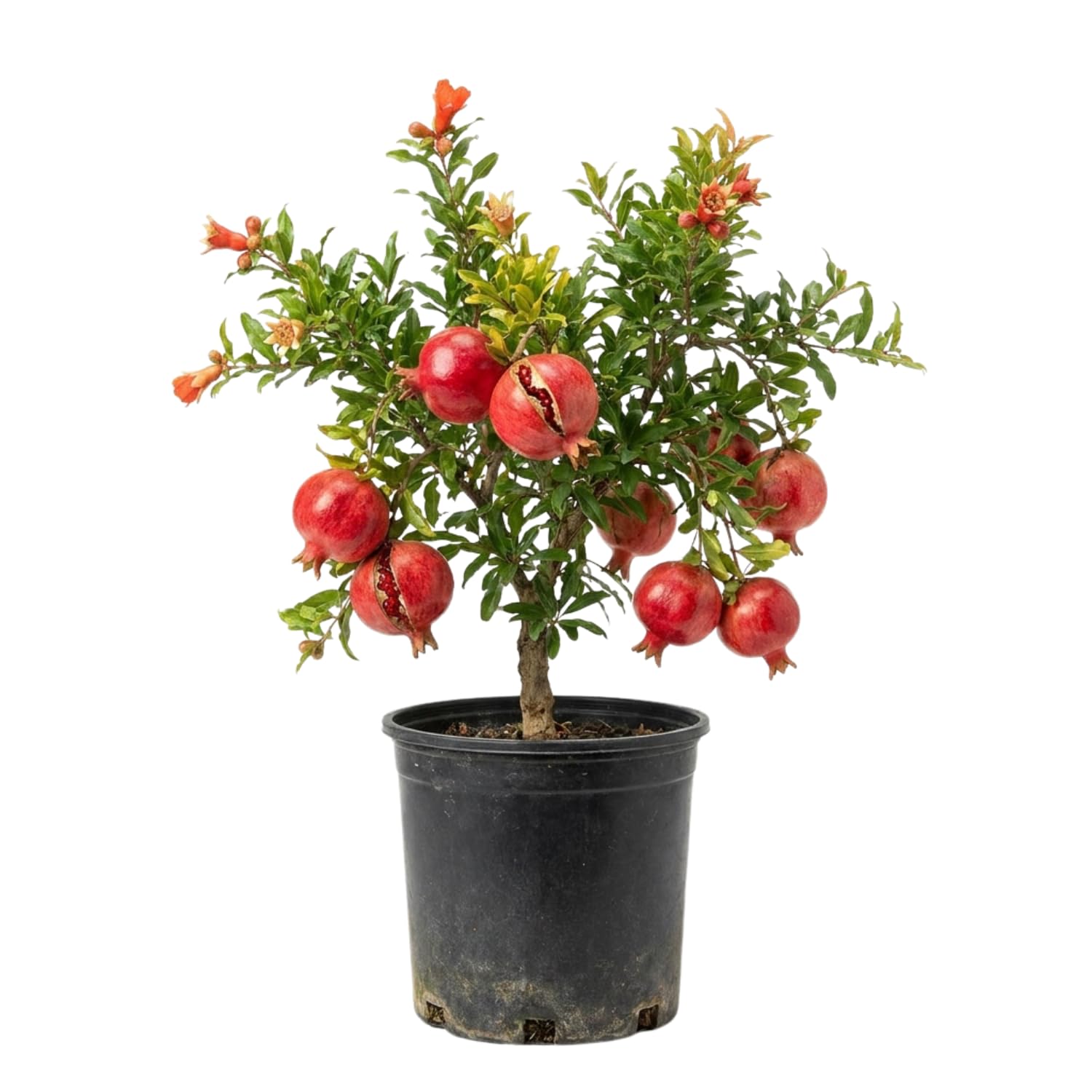 Amazon.com : Sweet Pomegranate Tree Live Plant 8-12'' Tall, Hardy