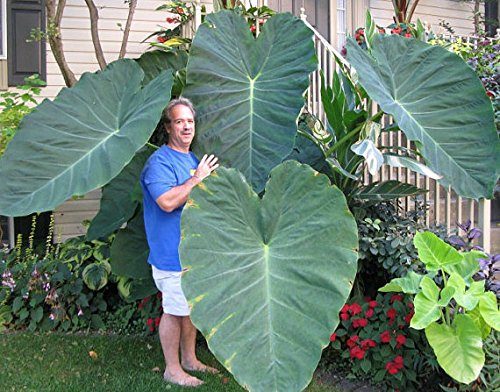 Riesen-Elefantenohr Pflanzensamen - Frische Colocasia gigantea Samen, Huge  Laub Pflanzensamen in Packet : Amazon.de: Garten