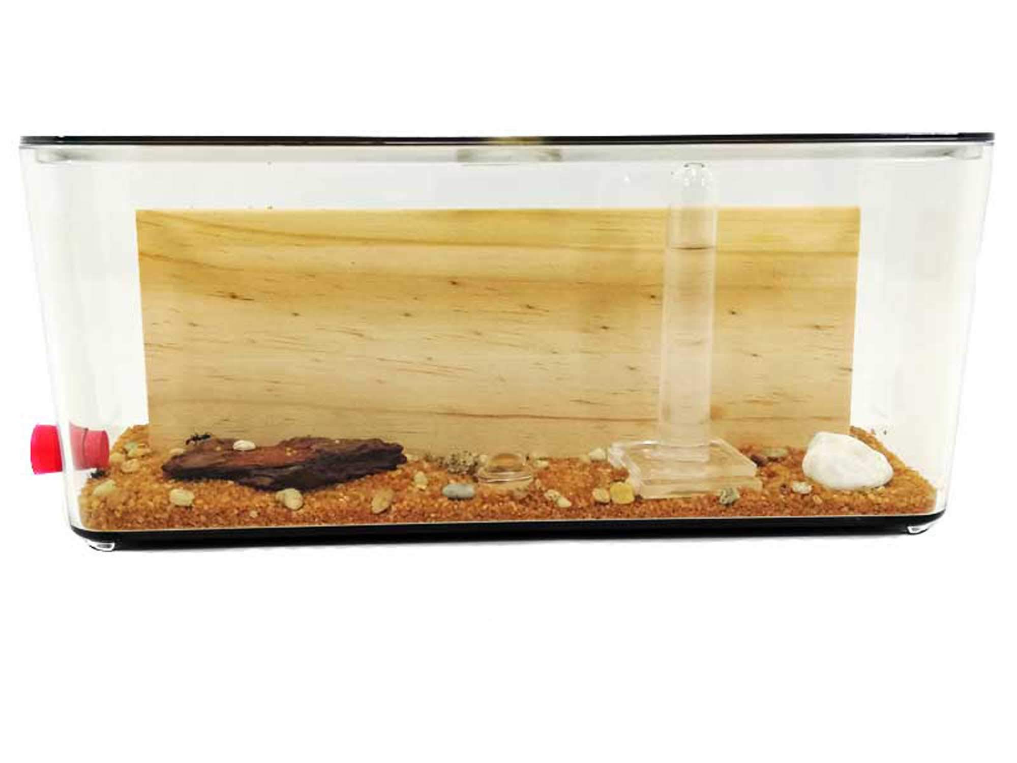 Kit fourmilière pédagogique Cube Moyen avec galeries en Bois (avec des Fourmis incluses)