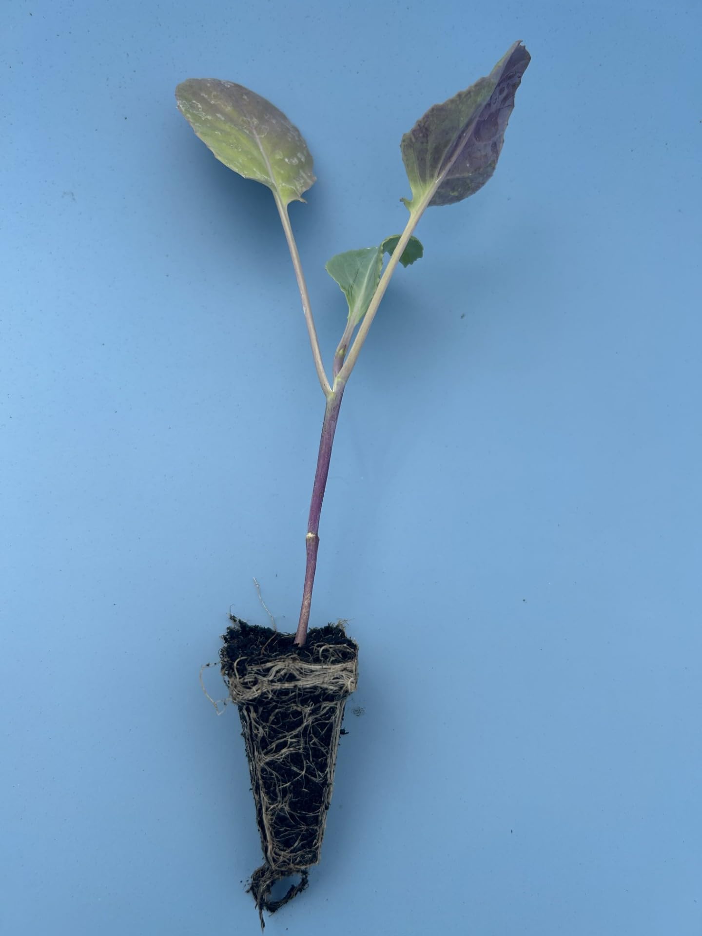 Mr McGregors Spring Cabbage Garden Ready Plug Plants, Grow Your Own Vegetables (4)