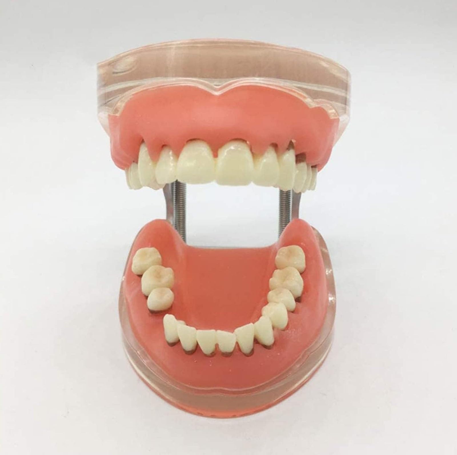 Modèle de dents pour maladies parodontales pour l'éducation, modèle d'enseignement anatomique avec gencives molles et dents amovibles pour démonstrations et entraînement dentaire