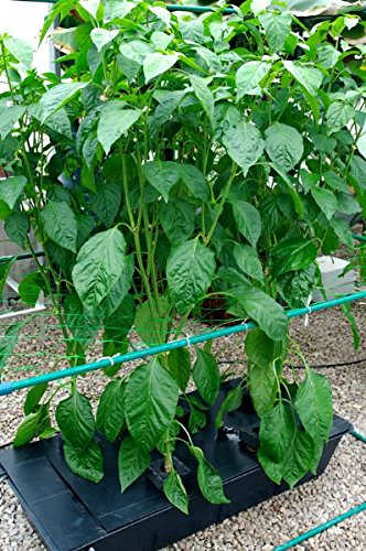NFT GT424