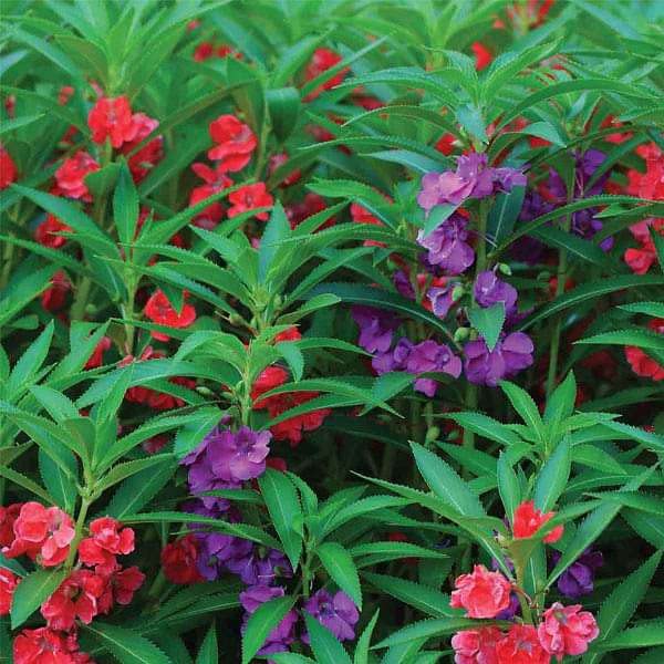 ™ZX-balsam Flower Tom Thumb Mix GMO 100-503 seeds-S282 : Amazon.in