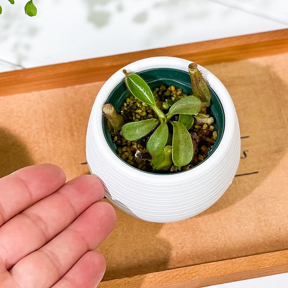 Amazon｜PLANCHU 食虫植物 ネペンテス ビーチ系 ハイブリッド 3