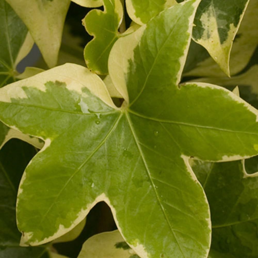 Angyo Star Fatshedera (2.5 Quart) Evergreen Vine with Variegated Green and White Foliage - Part Sun to Shade Live Outdoor Plant - Southern Living Plants