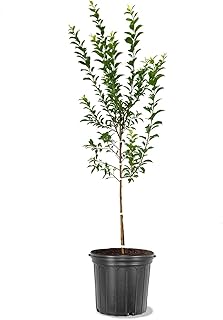 American Plant Exchange Methley Plum Tree, 5 Gallon Pot, 3-4ft Tall, Large Outdoor Landscape Garden Plant, Live Fruiting Plant, Easy-to-Grow Variety with Sweet Juicy Plums