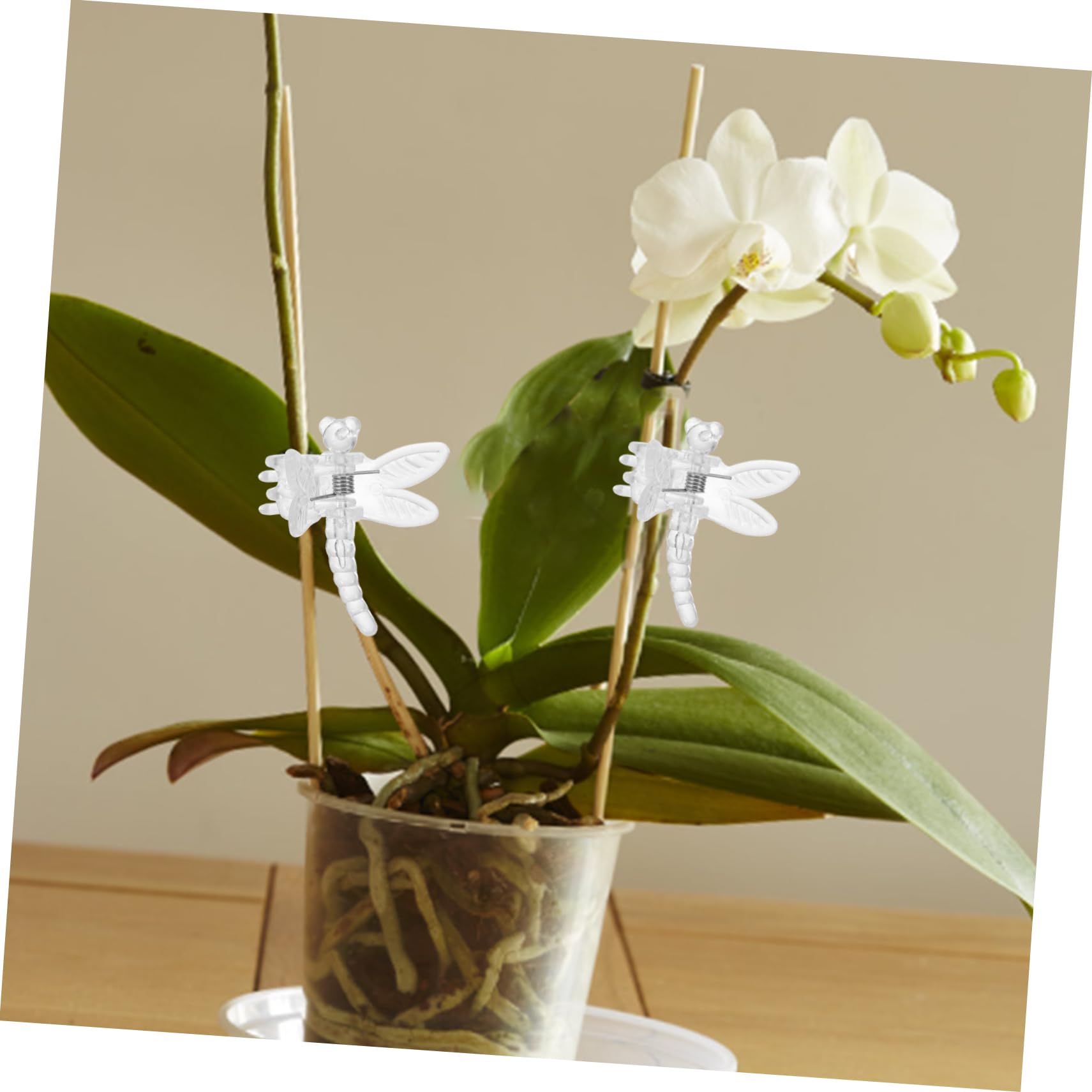 TOYANDONA 5 Sätze Transparente Pflanzenclips Multifunktionale Orchideen Clips Zur Unterstützung Von Pflanzenstängeln Für Weinreben Und Gemüse Gartenwerkzeug Für Sicheres 10 Stück * 5
