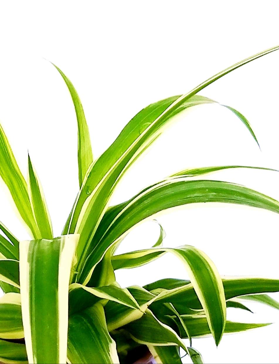 Pianta Vera In Vaso 20 Cm POWERS TO FLOWERS - YUCCA A TRONCO GROSSO IN
