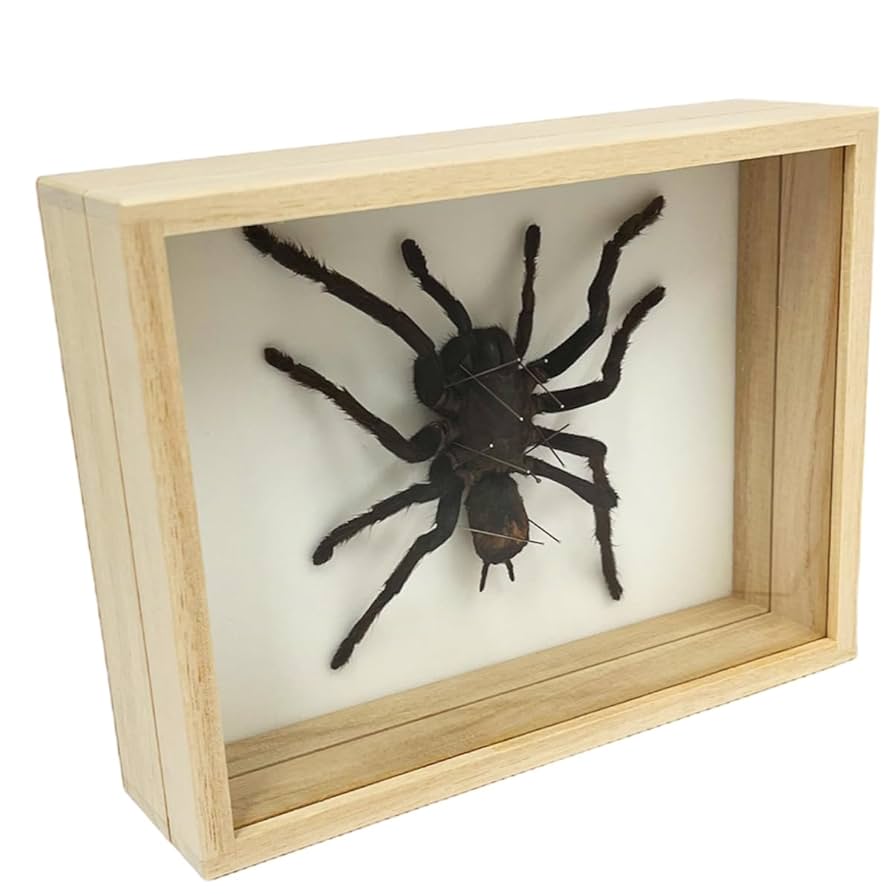 タランチュラの標本 Amazon.co.jp: 虫の標本 タランチュラ : ホーム＆キッチン