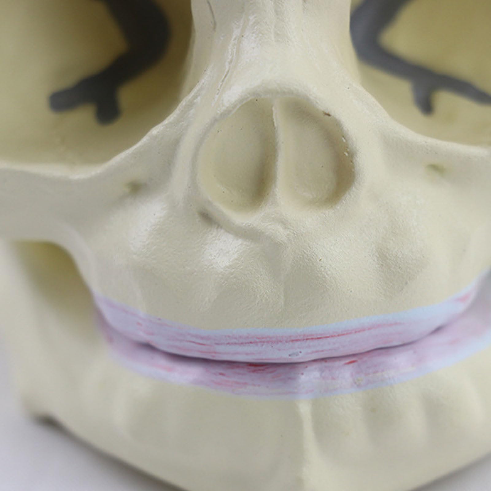 1: 1 Ludzki płod Dziecko Czaszka Medyczna Anatomiczny szkielet Model Nauki medyczne Materiały dydaktyczne Sprzęt edukacyjny