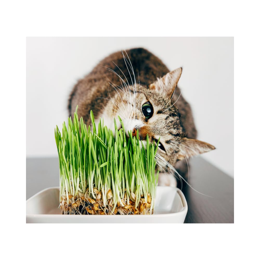 Pet Barley Grass Seed for Cats, Dogs & Small Pets – Grow Your Own | UK, Regeneratively Farmed Seed (10kg in a 25L Bucket)
