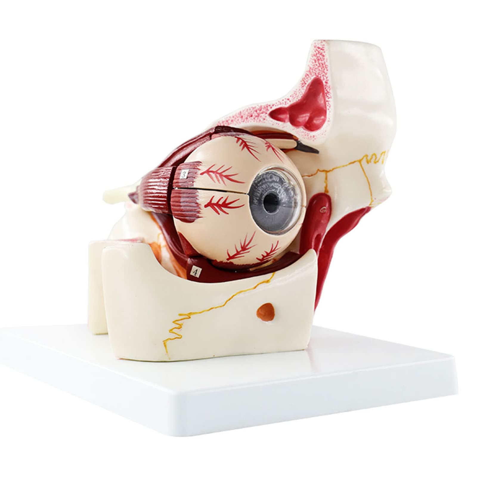 Buy WSXKA Eye Anatomy Model, 3X d Human Eye in Bony Orbit Model, Human
