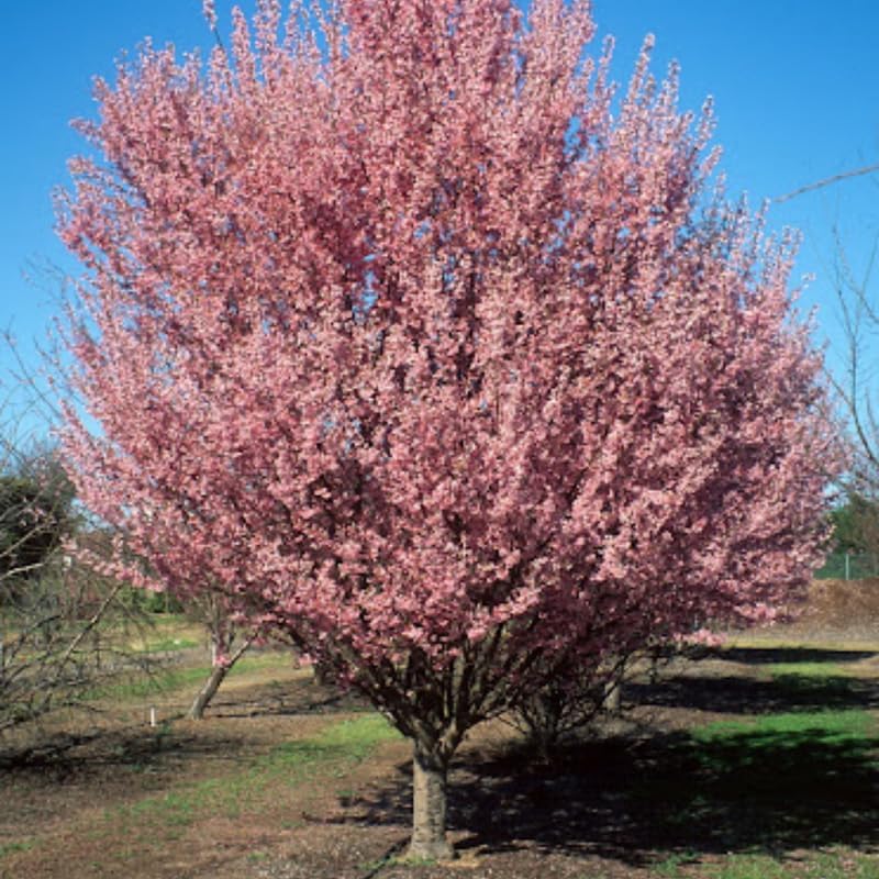 2 Pink Cherry Blossom Plants, Live Dark Pink Cherry Blossom Tree Live Plants, 8 to 10 Inch Tall Cherry Blossom Plants in Pot, Live Perennial Cherry Flower Starter Plants