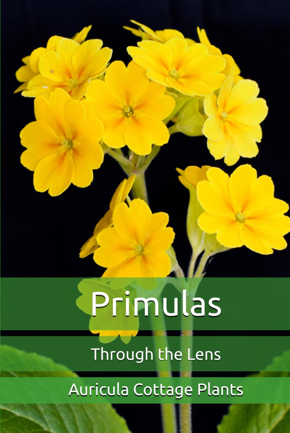 Primulas: Through the Lens Édition Premium d'Art Botanique