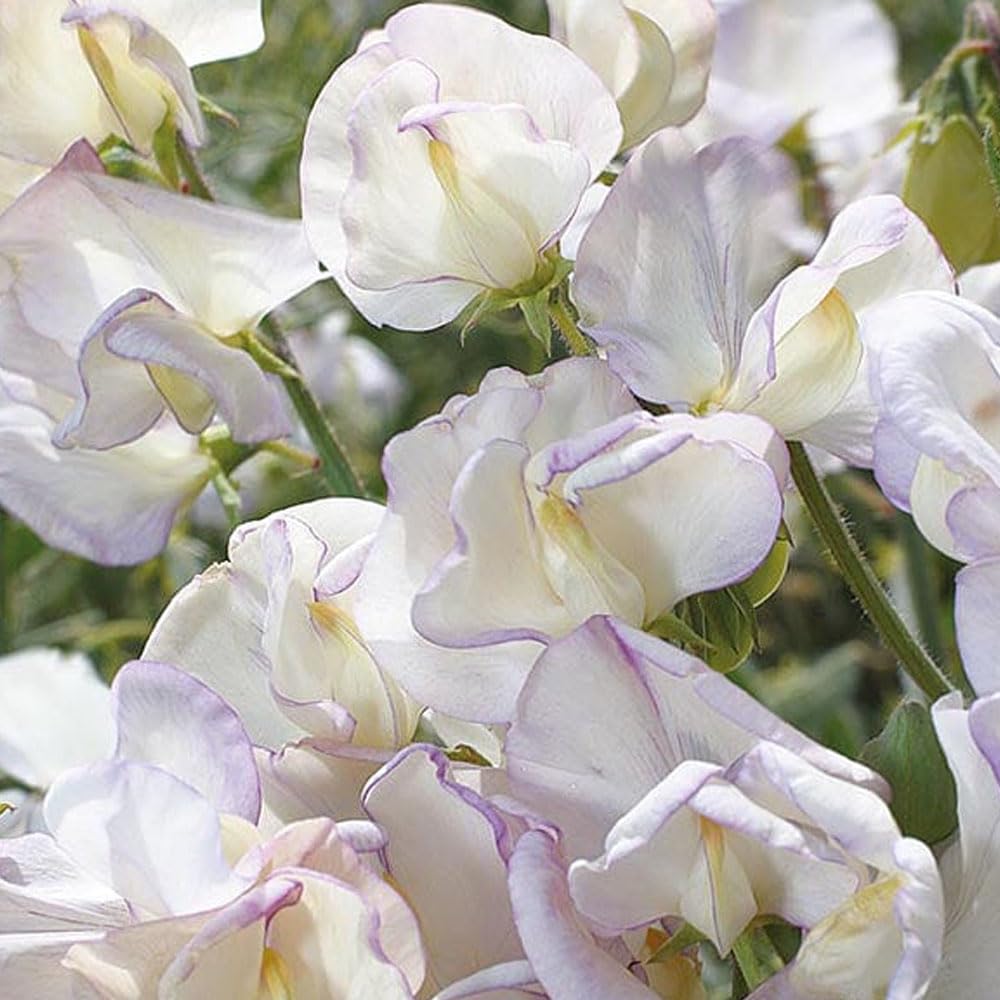 Sweet Pea High Scent Seeds β Superb Fragrance, Perfect for Cutting β Hardy Annual β for Your Beautiful Garden