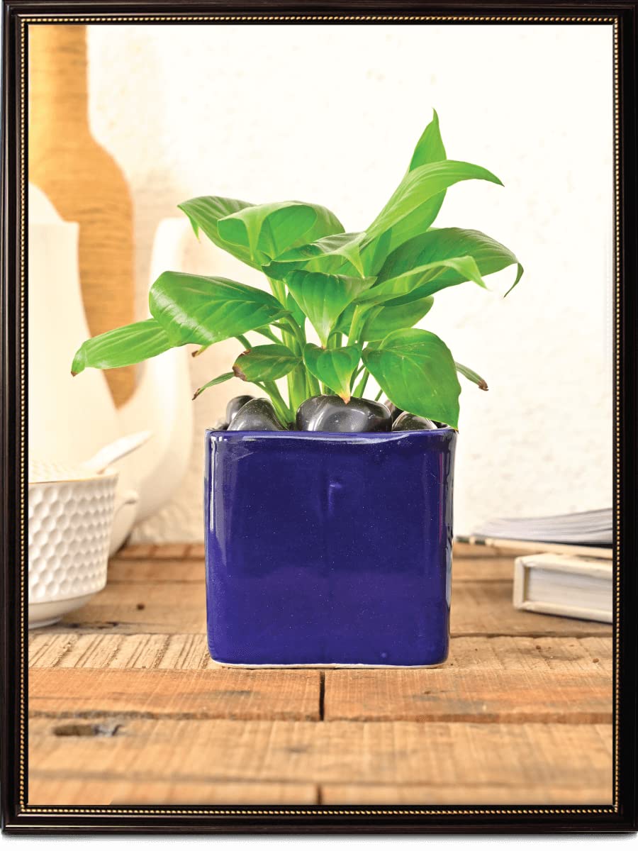 UGAOO Square Blue Ceramic Pot- 3.5 Inch (B0BN4346X3) Amazon Price History, Amazon Price Tracker