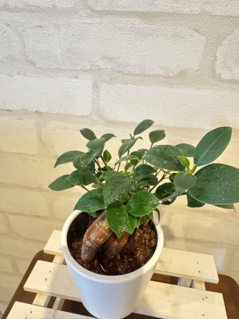 ガジュマル 多幸の木 白の鉢付属 現品】多幸の木 ガジュマル