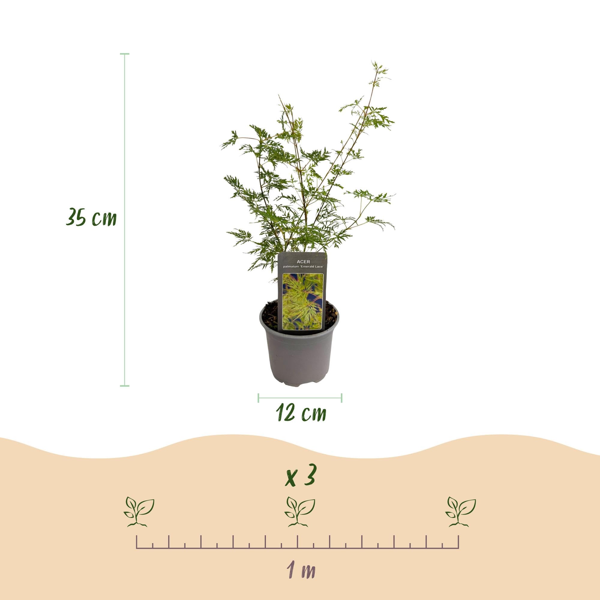 Acer Palmatum Emerald Lace, Piante da Esterno, Verde, Set da 3, H35cm