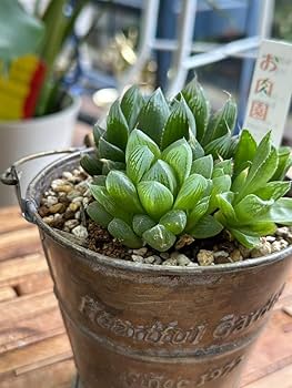 Amazon.co.jp: 多肉植物ハオルチア クリスタルプランツ 4号 634