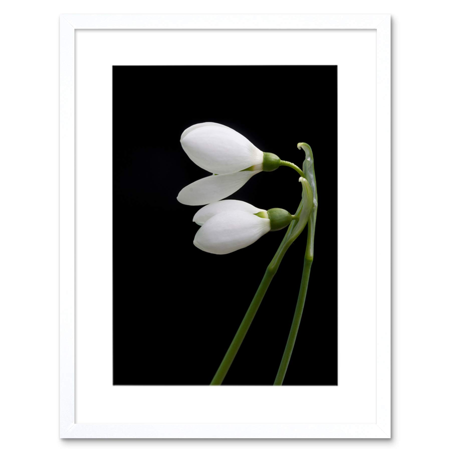Wee Blue Coo Snowdrops Spring Flowers Bloom White Black Framed Wall Art Print